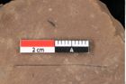 Foto (Detailansicht) von Pinus palaeostrobus Ettingshausen (NHMW-GEO-2024-0188-0211)